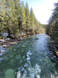 Scenic view of river flowing in forest