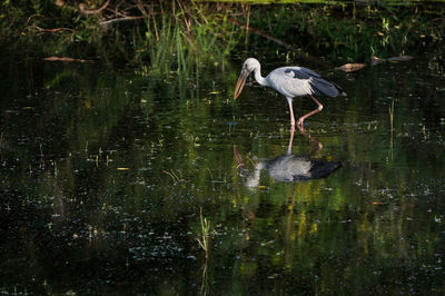 Bird in lake