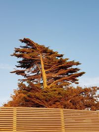 Low angle view of tree against clear sky