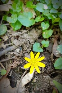 High angle view of yellow flowering plant on field