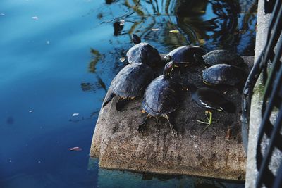 High angle view of ducks swimming on lake