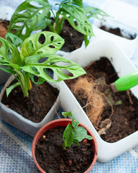 High angle view of potted plant