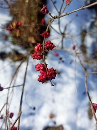 Close-up of red berries on tree