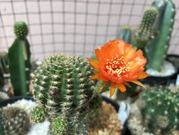 Close-up of orange cactus flower