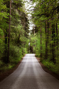 A beautiful tree lined road leading into the forest. travel concept