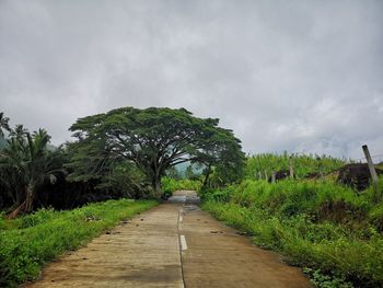 Empty road along plants and trees against sky