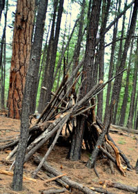 Tree trunk in forest