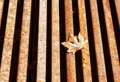 High angle view of dry maple leaf on rusty metal