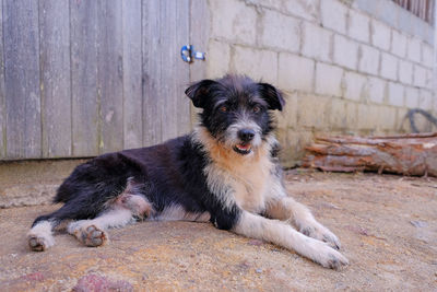 Portrait of dog sitting on footpath against wall