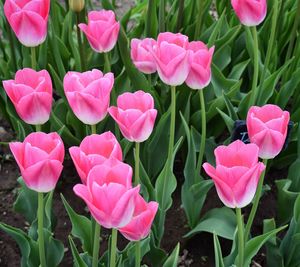 Close-up of pink flowering plants