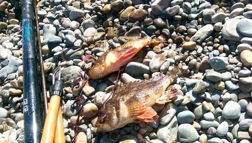 High angle view of fish in sea