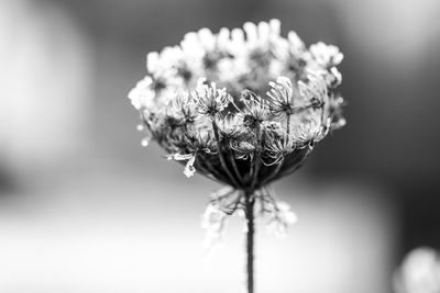 Close-up of wilted flower plant