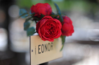 Close-up of rose bouquet