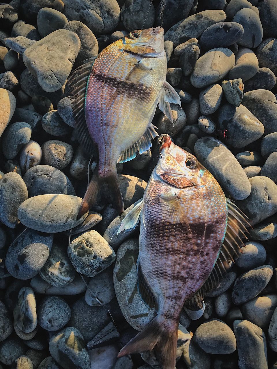 no people, fish, animal, vertebrate, for sale, large group of objects, abundance, freshness, food and drink, solid, food, retail, seafood, choice, raw food, stone - object, day, rock, high angle view, market, pebble, marine