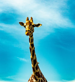 Low angle view of giraffe