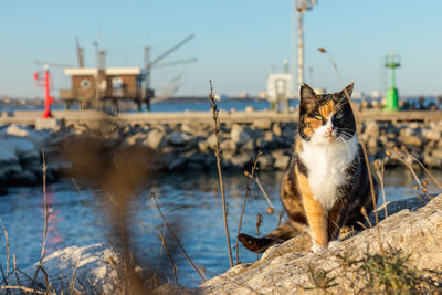 Cat sitting in a water