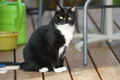 Portrait of cat sitting on table