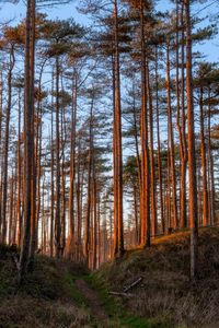 Pine trees in forest against sky