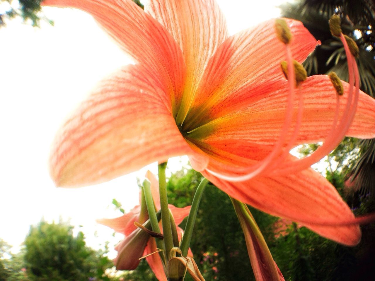 flower, freshness, petal, fragility, growth, flower head, plant, beauty in nature, close-up, orange color, red, nature, leaf, focus on foreground, blooming, stem, stamen, single flower, in bloom, sunlight