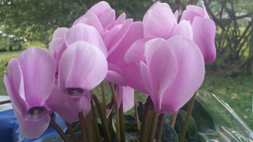 Close-up of pink crocus flowers