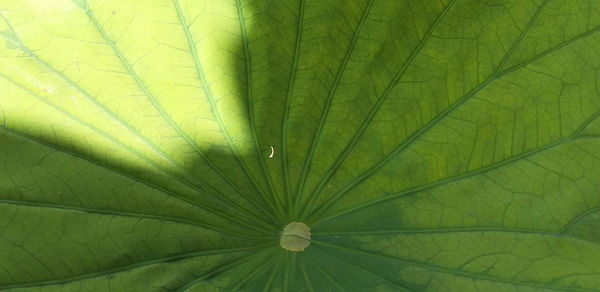 Full frame shot of green leaf