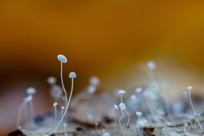 Close-up of water drops on plant