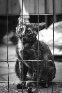 Cat in cage