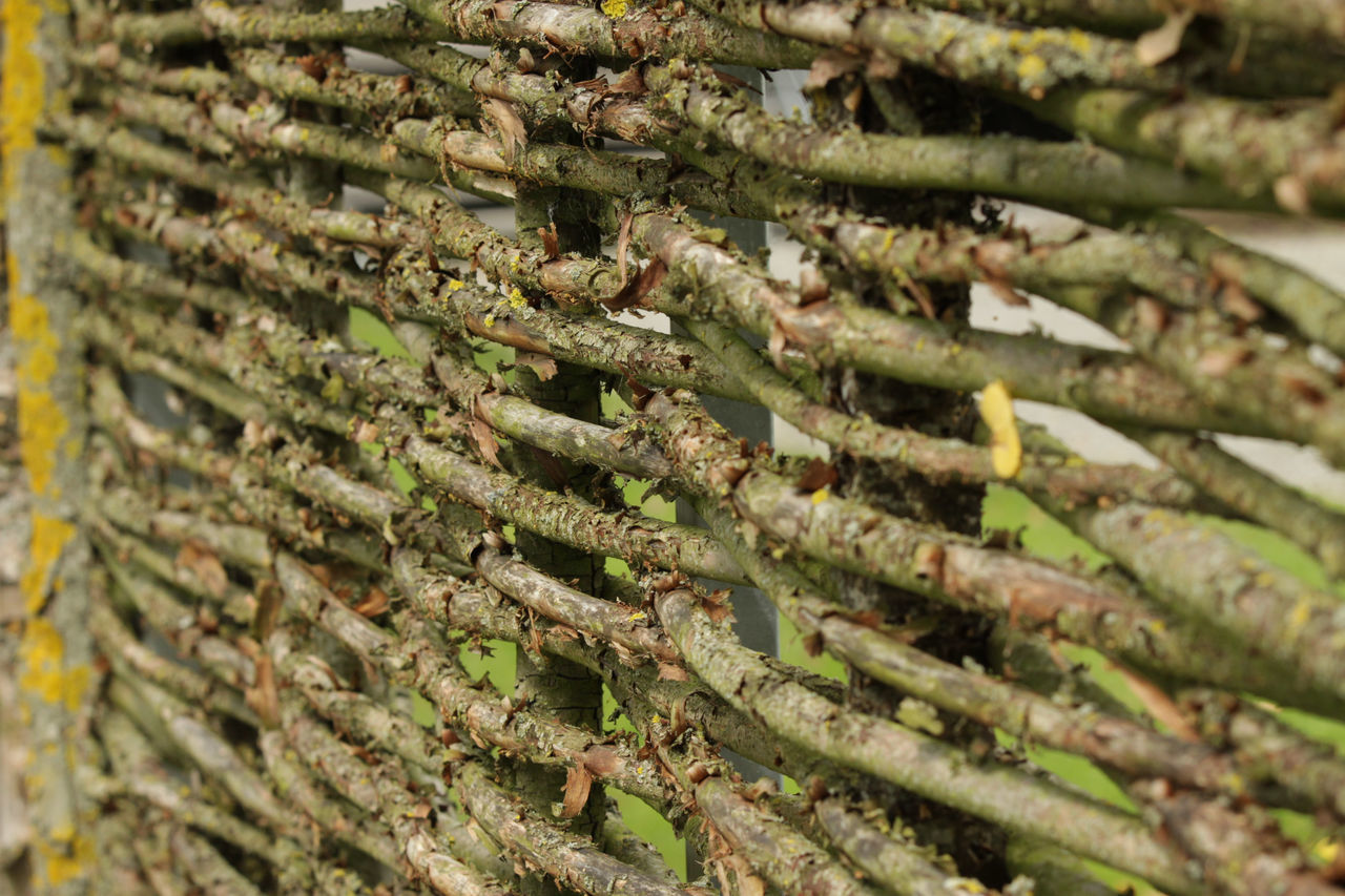 FULL FRAME SHOT OF MOSS ON WOOD