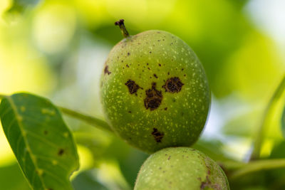 Close-up of fruits on tree