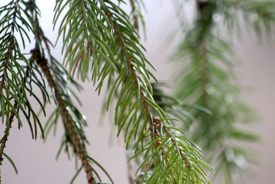 Close-up of pine tree branch