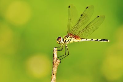 Close-up of dragonfly on plant