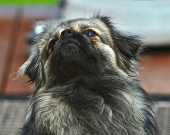 Close-up of a dog looking away