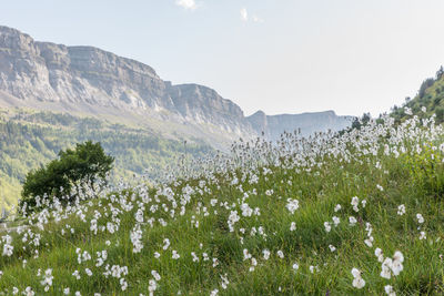 Scenic view of flowering plants on land against sky