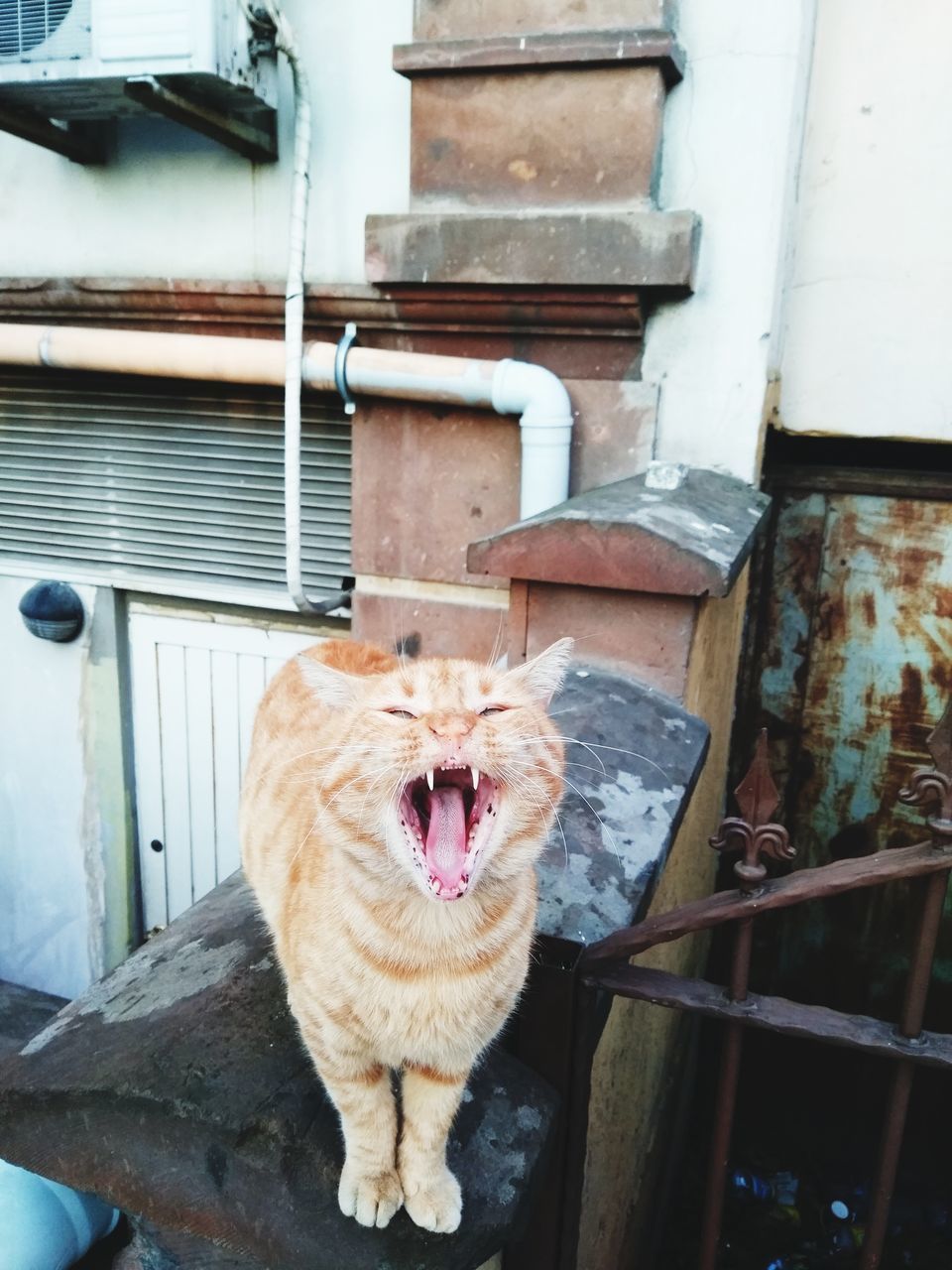 CLOSE-UP OF CAT YAWNING WHILE LYING DOWN