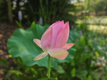 Close-up of pink lotus water lily