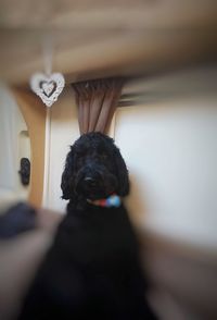 Portrait of dog at home