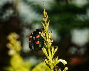 Close-up of butterfly on plant