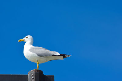 Low angle view of seagull perching on wood against clear blue sky