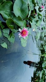 Close-up of pink lotus water lily in pond