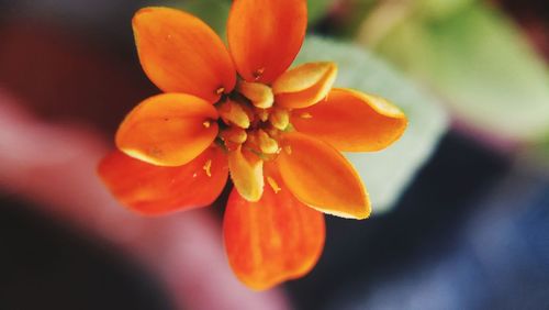 Close-up of orange flowers blooming outdoors