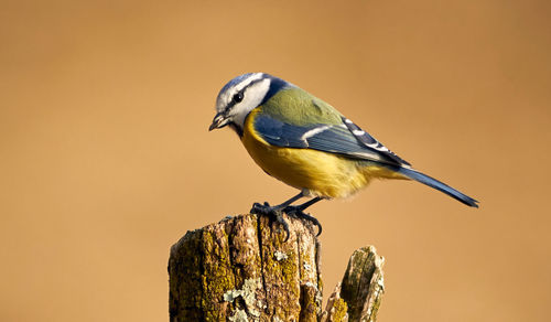 Close-up of bird perching on yellow outdoors