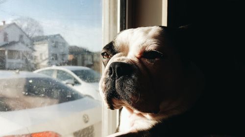 Close-up of dog looking through window