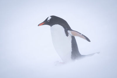 Gentoo penguin standing on snow in blizzard