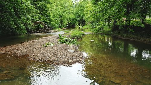 Scenic view of river in forest