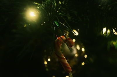 Close-up of plant growing at night