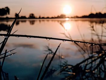 Close-up of silhouette plants against lake during sunset