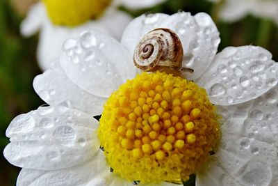 Close-up of water drops on white flower