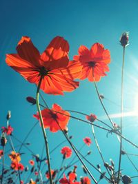 Low angle view of flowering plants against blue sky