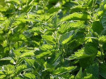 Close-up of fresh green leaves