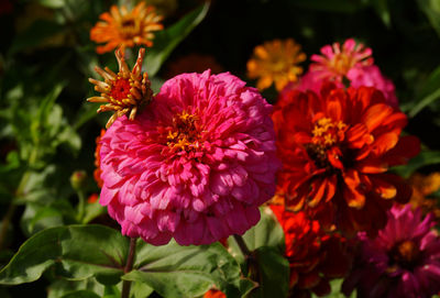 Close-up of pink flower